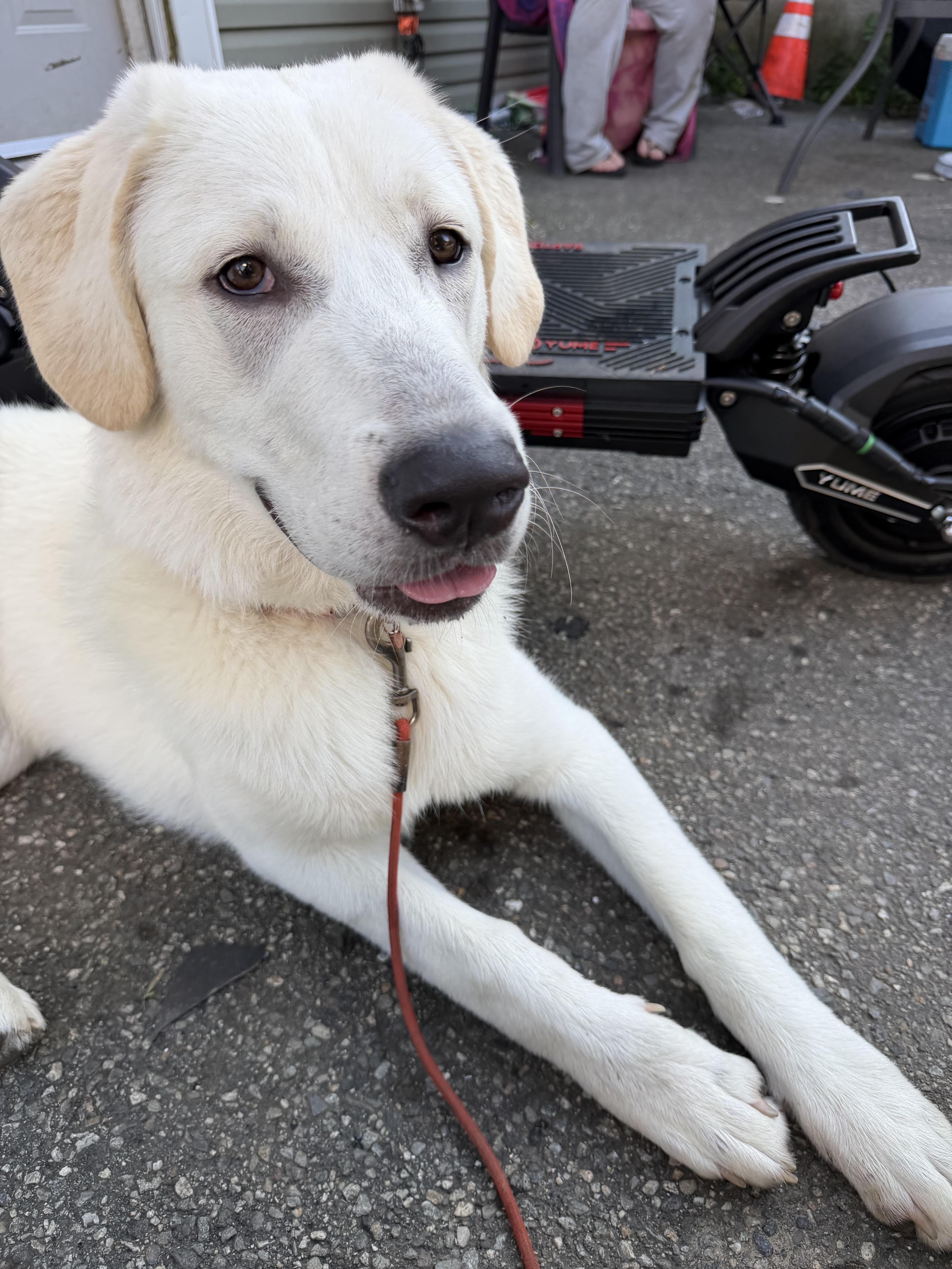Lola, a ADOPTABLE mixed breed in East Hartland, CT image 5/5