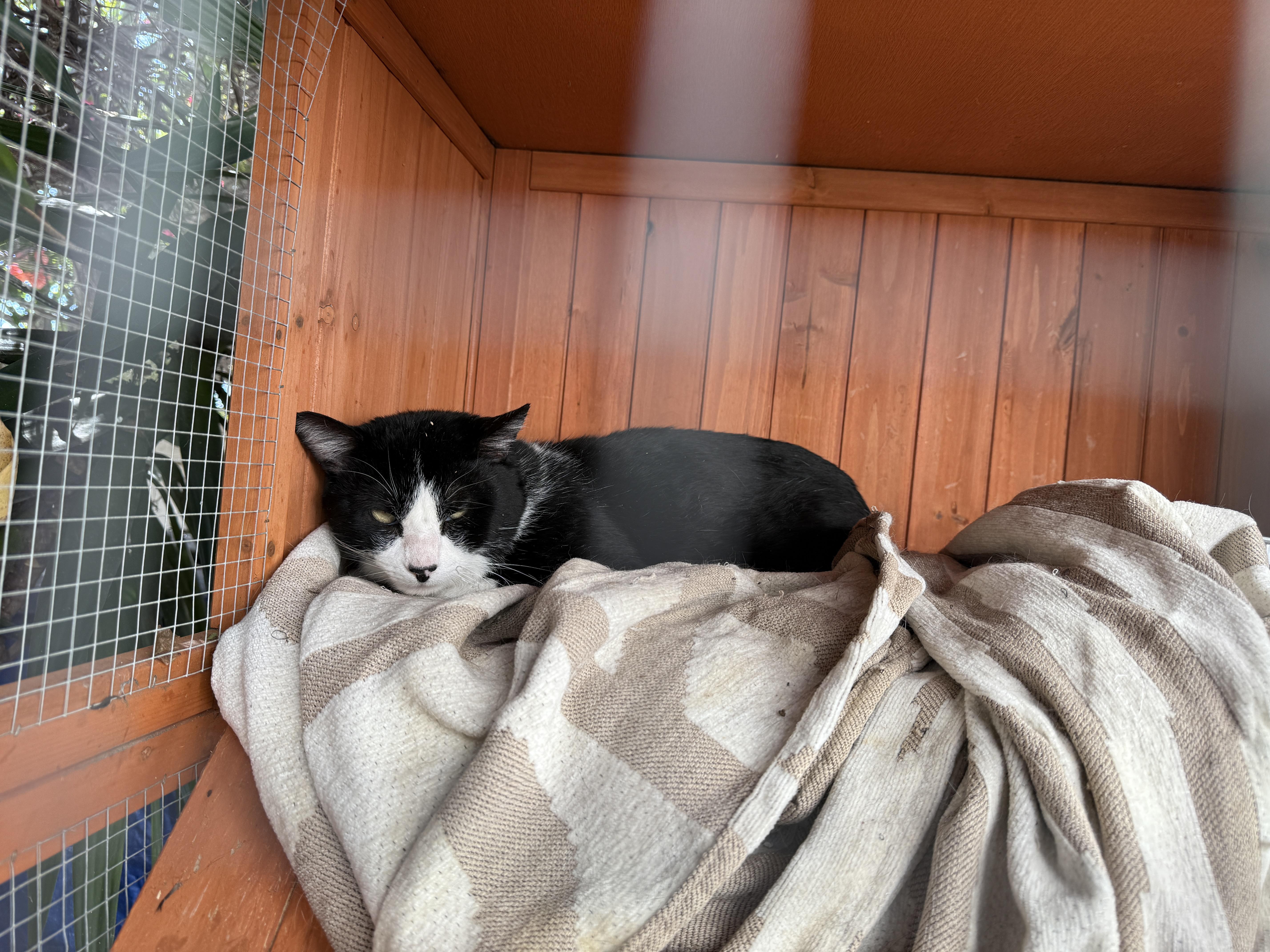 Enlarge Chad, an adopted Domestic Short Hair in Oceanside, CA image 2/2