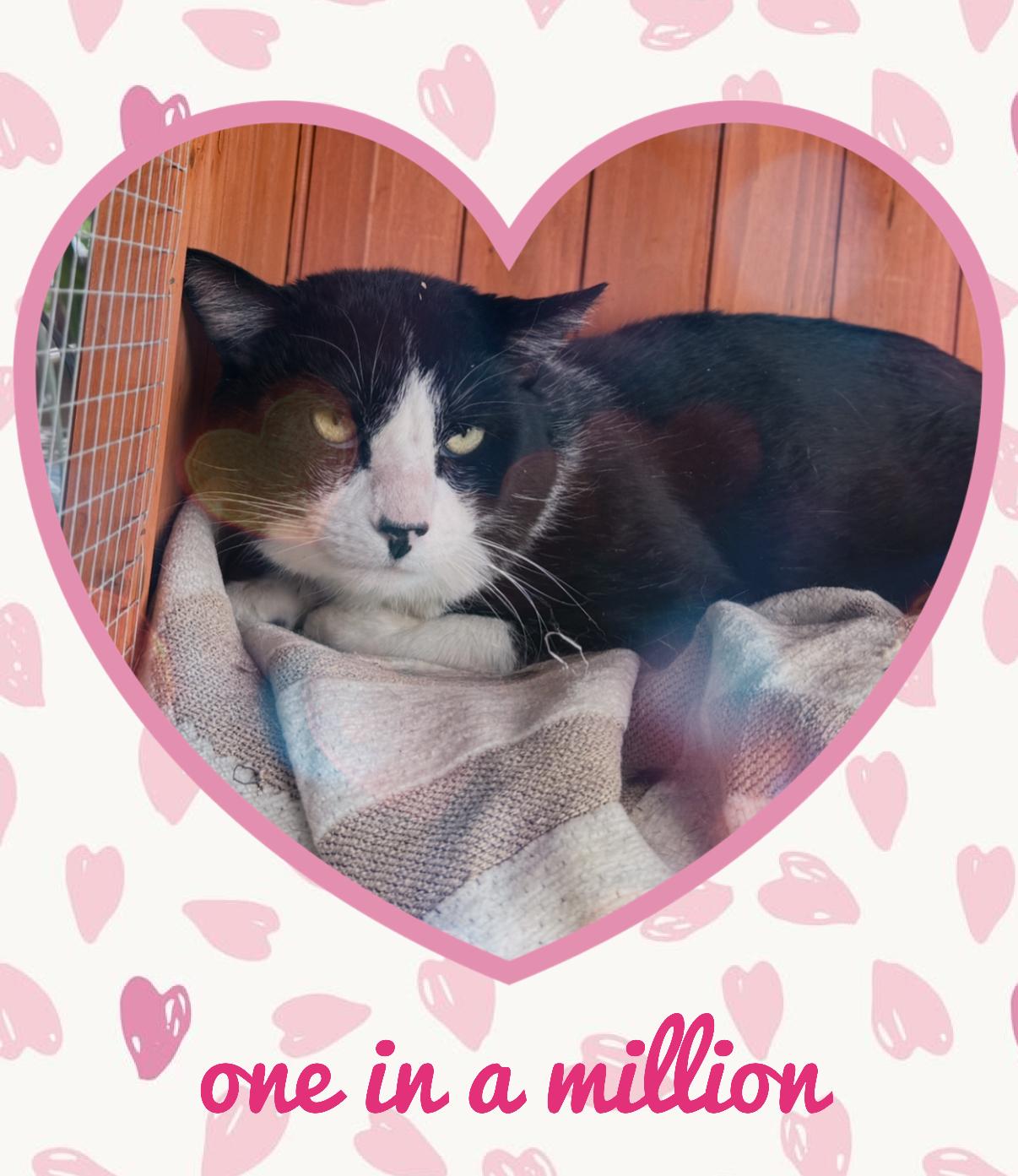 Chad, adopted, Adult Male Domestic Short Hair.