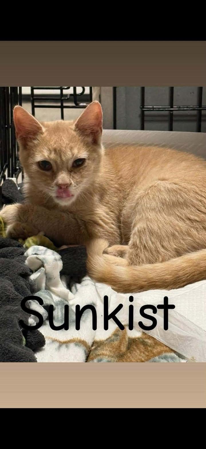 Sunkist, Adoptable, Young Male Domestic Short Hair.