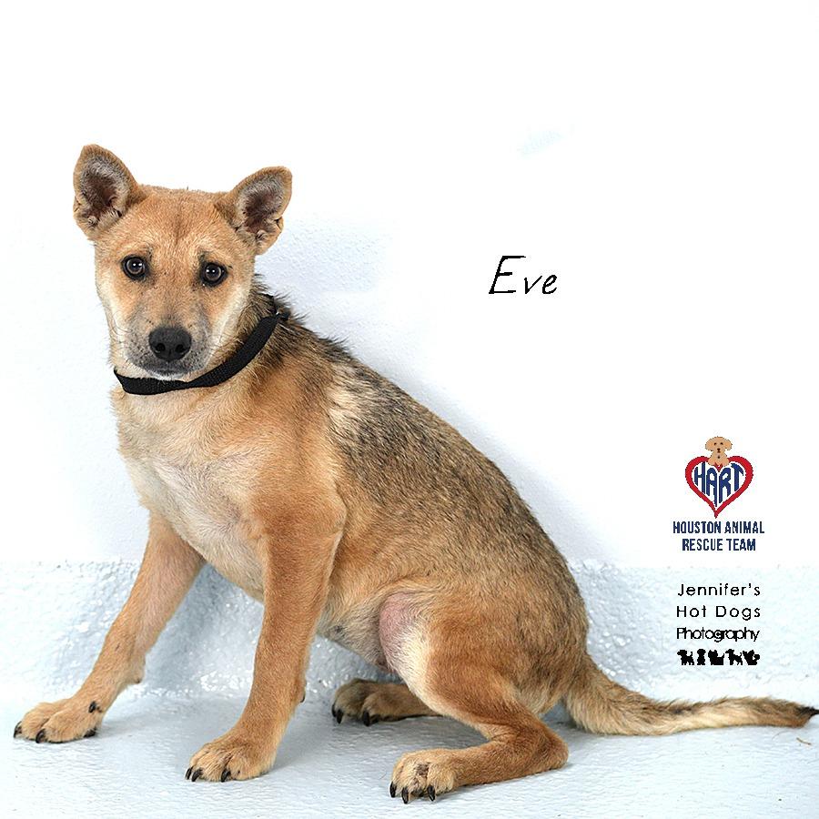 Eve, Adoptable, Young Female Chihuahua & Mixed Breed.