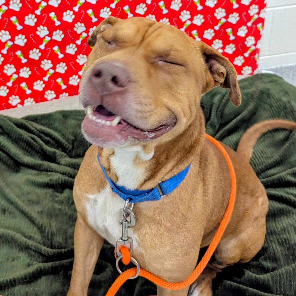 Spinnaker, Adoptable, Adult Male American Staffordshire Terrier.