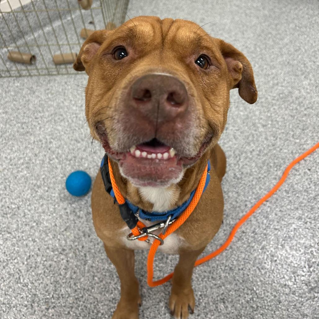 Spinnaker, Adoptable, Adult Male American Staffordshire Terrier.