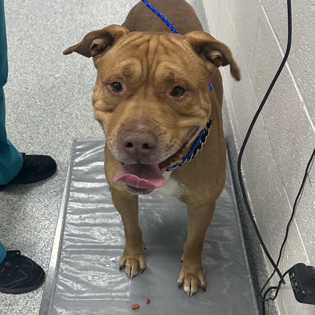 Enlarge Spinnaker, a Adoptable American Staffordshire Terrier in Grand Rapids, MI image 2/3