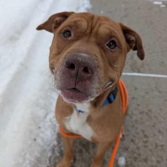 Enlarge Spinnaker, a Adoptable American Staffordshire Terrier in Grand Rapids, MI image 3/3