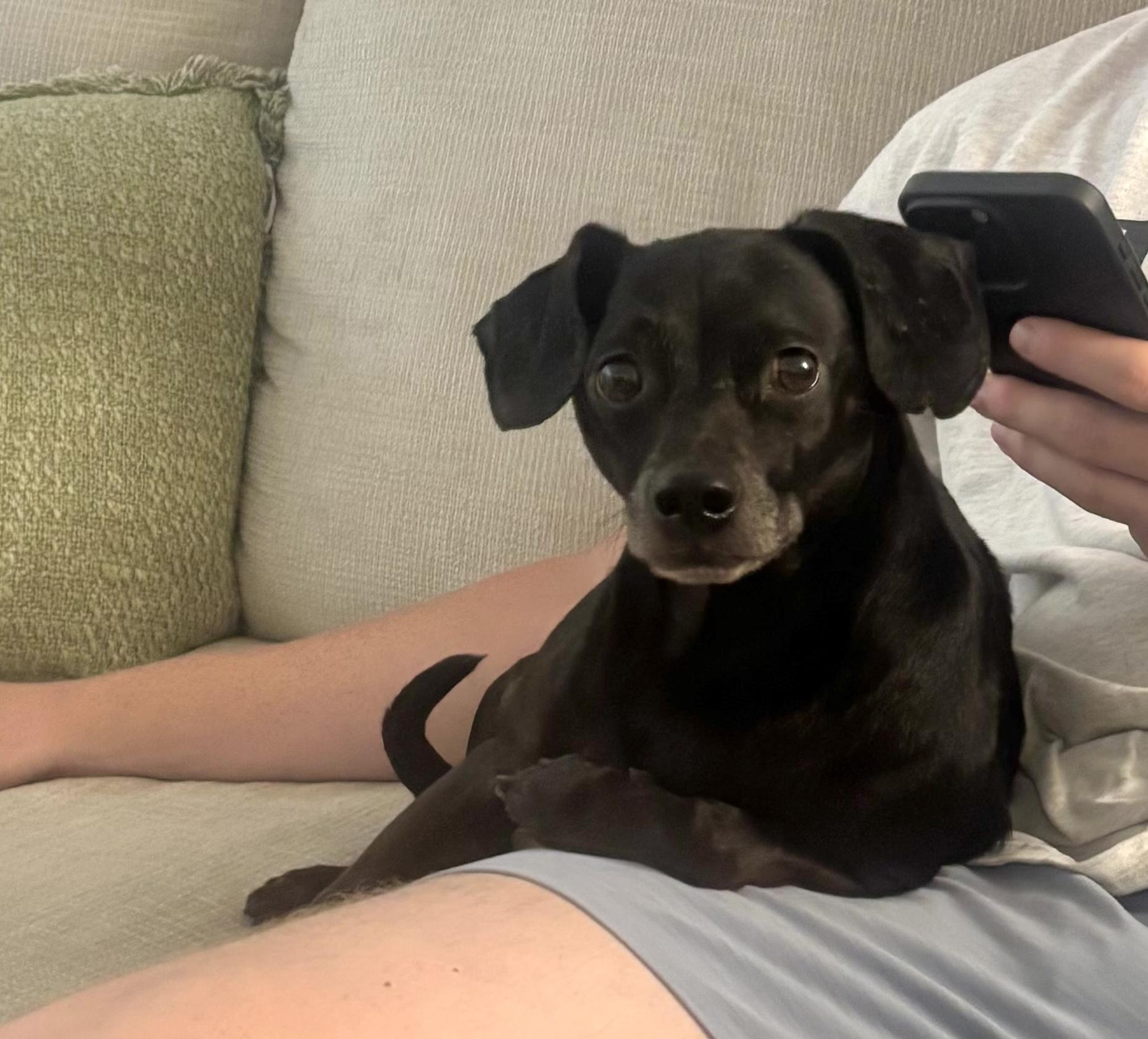 Isaac, a Adoptable mixed breed in Brooklyn, NY image 6/6