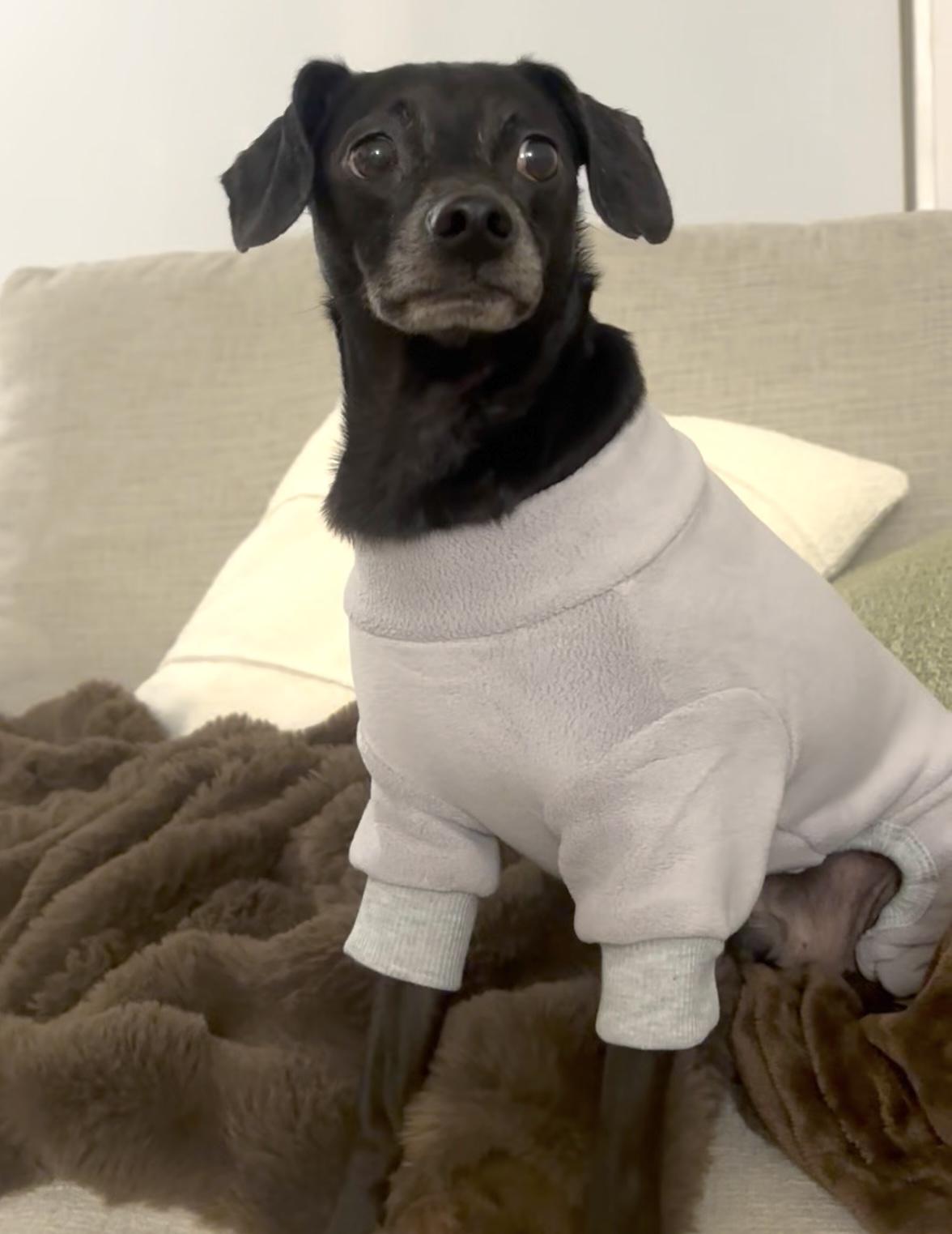 Isaac, a Adoptable mixed breed in Brooklyn, NY image 4/6