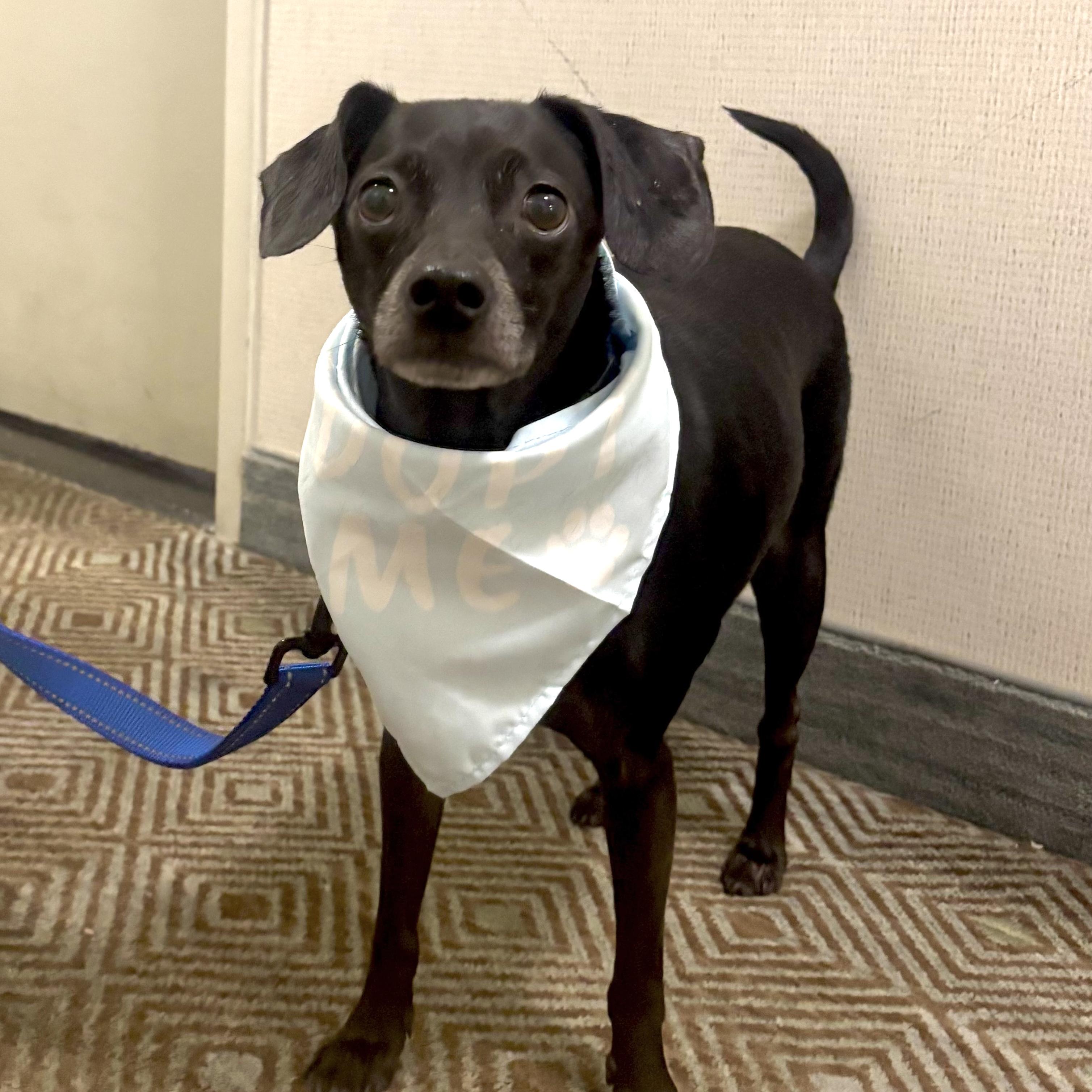 Isaac, a Adoptable mixed breed in Brooklyn, NY image 3/6