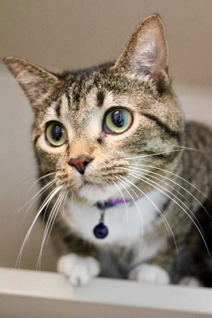 Meowdaline, Adoptable, Young Female Domestic Short Hair.