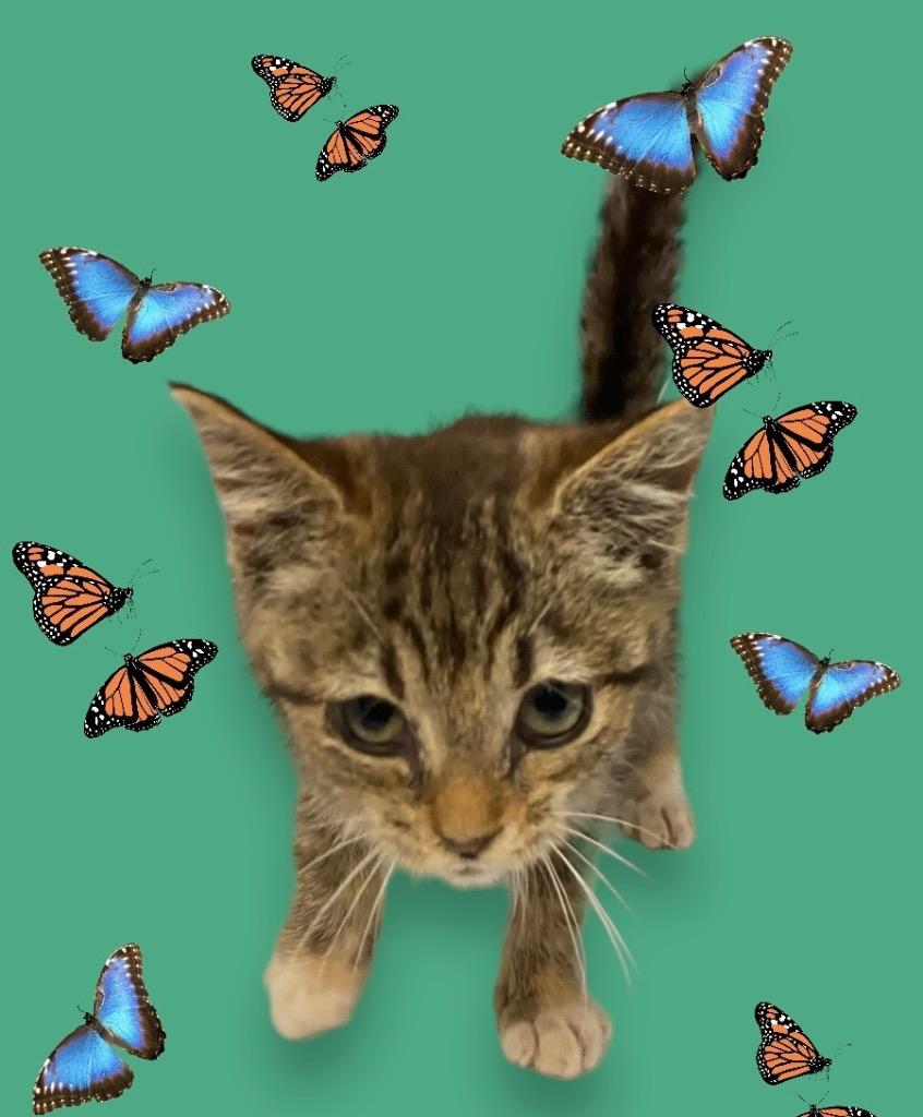 Enlarge Meowdaline, a Adoptable mixed breed in Morgantown, KY image 2/2