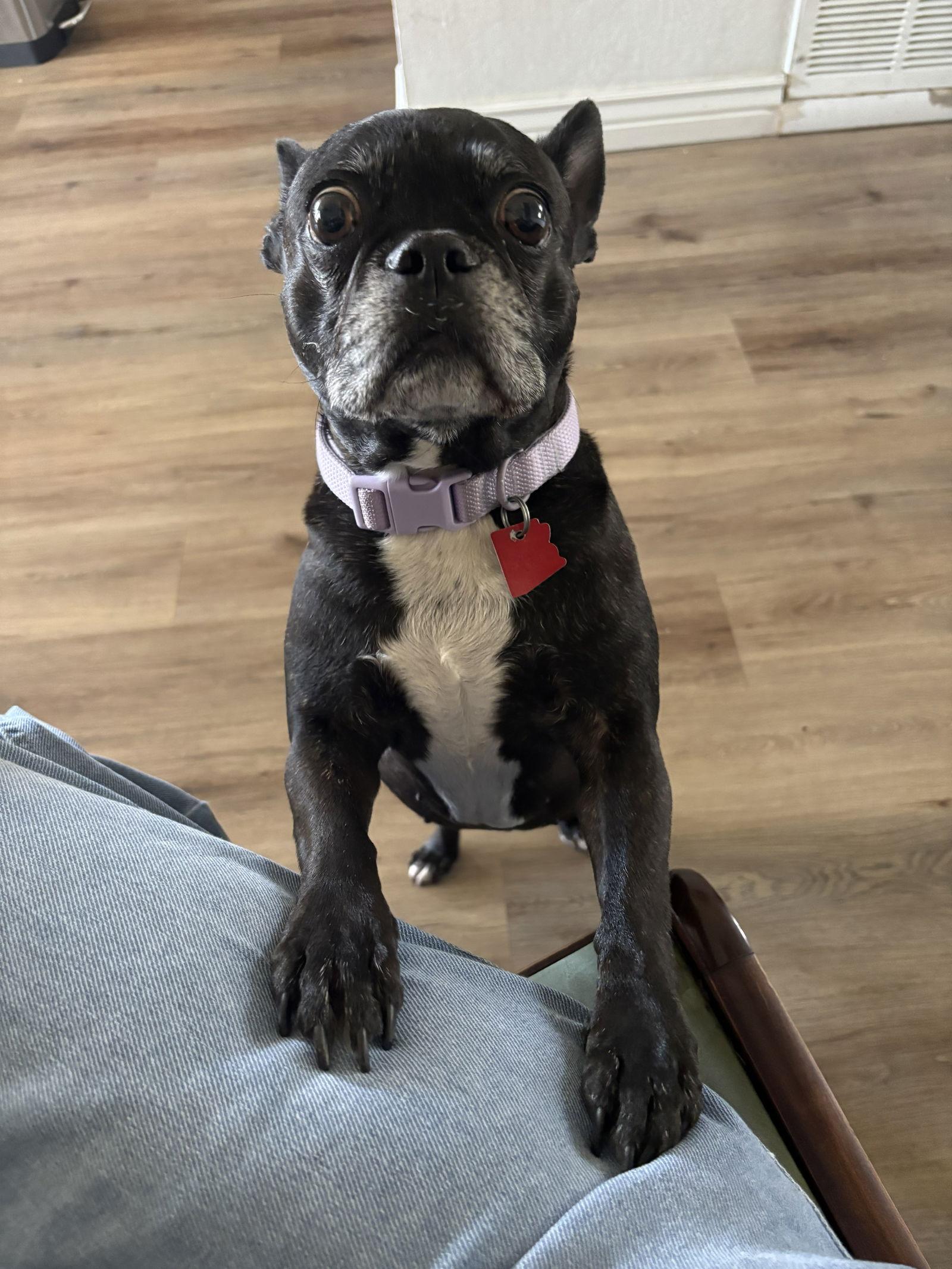 Baby, Adoptable, Adult Female Boston Terrier & French Bulldog.