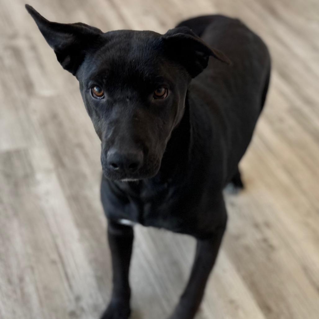 Enlarge Angie, a Adoptable mixed breed in Green Bay, WI image 1/6