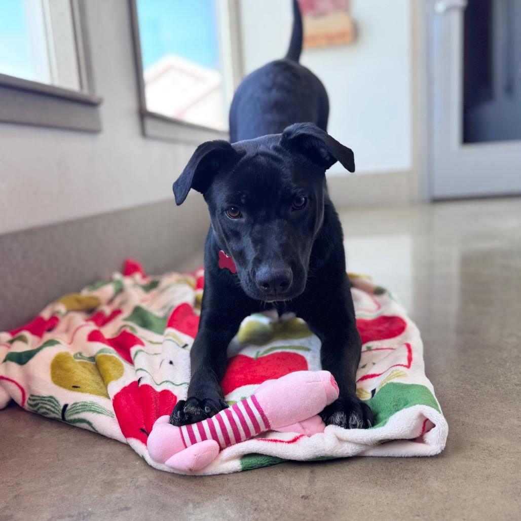 Enlarge Angie, a Adoptable mixed breed in Green Bay, WI image 2/6