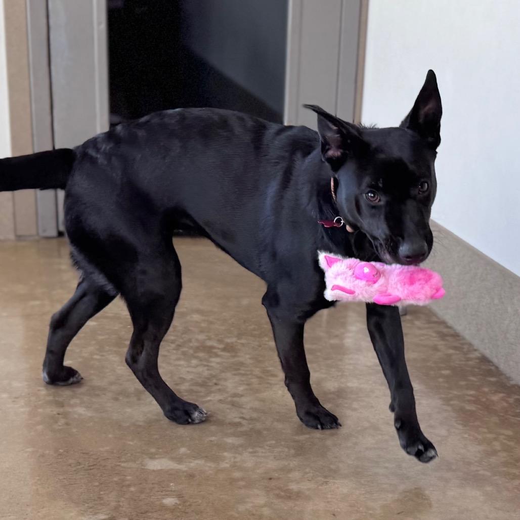 Enlarge Angie, a Adoptable mixed breed in Green Bay, WI image 3/6