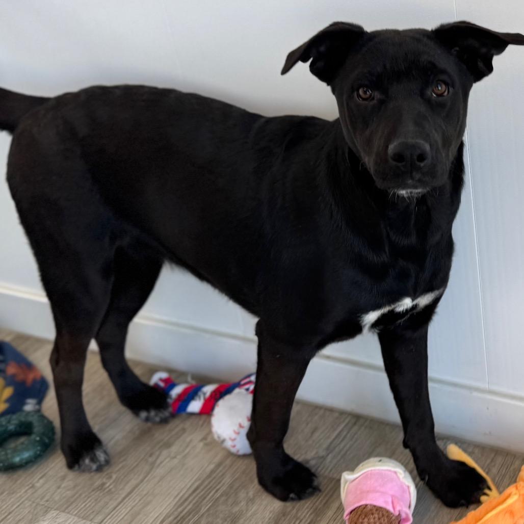 Enlarge Angie, a Adoptable mixed breed in Green Bay, WI image 4/6