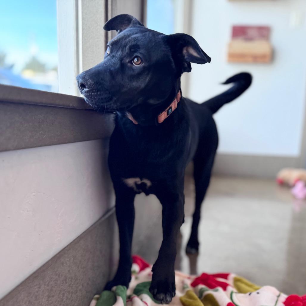 Enlarge Angie, a Adoptable mixed breed in Green Bay, WI image 5/6