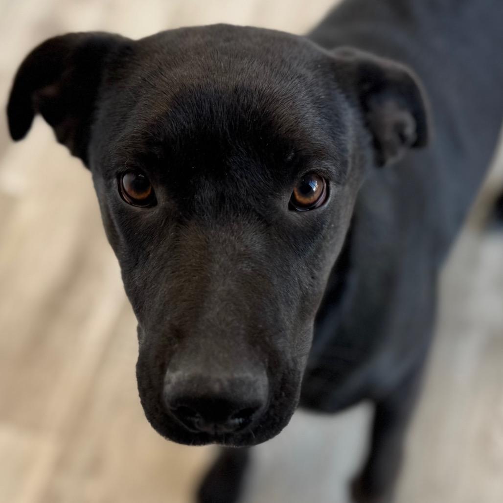 Enlarge Angie, a Adoptable mixed breed in Green Bay, WI image 6/6