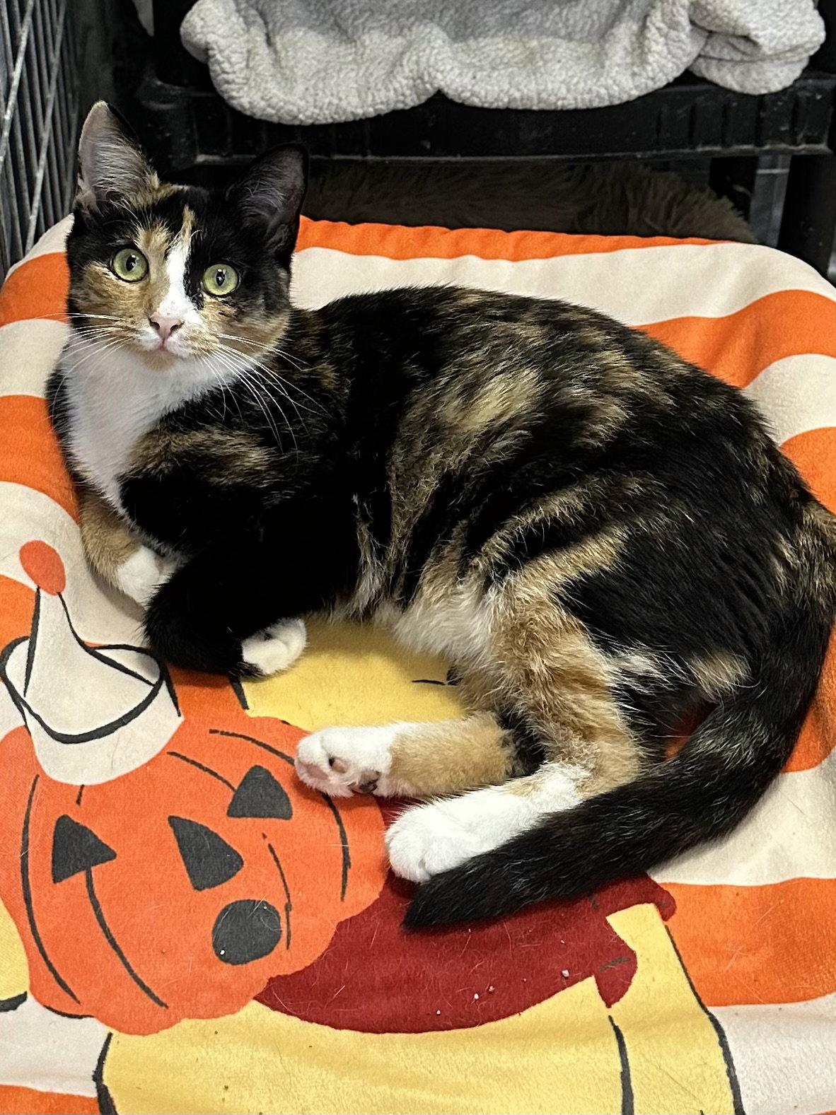 Nala, Adoptable, Adult Female Domestic Short Hair.
