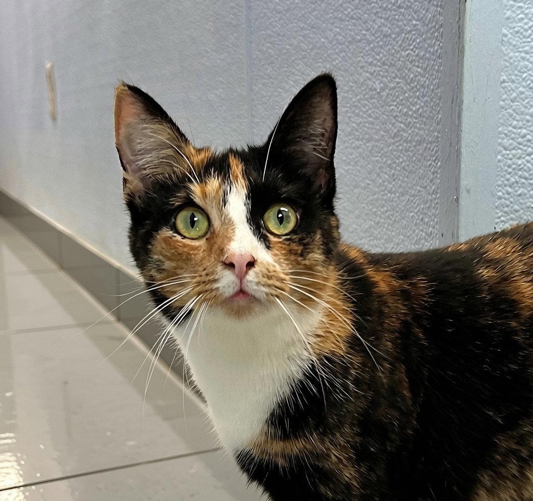 Enlarge Nala, a Adoptable Domestic Short Hair in Elkins, WV image 2/3
