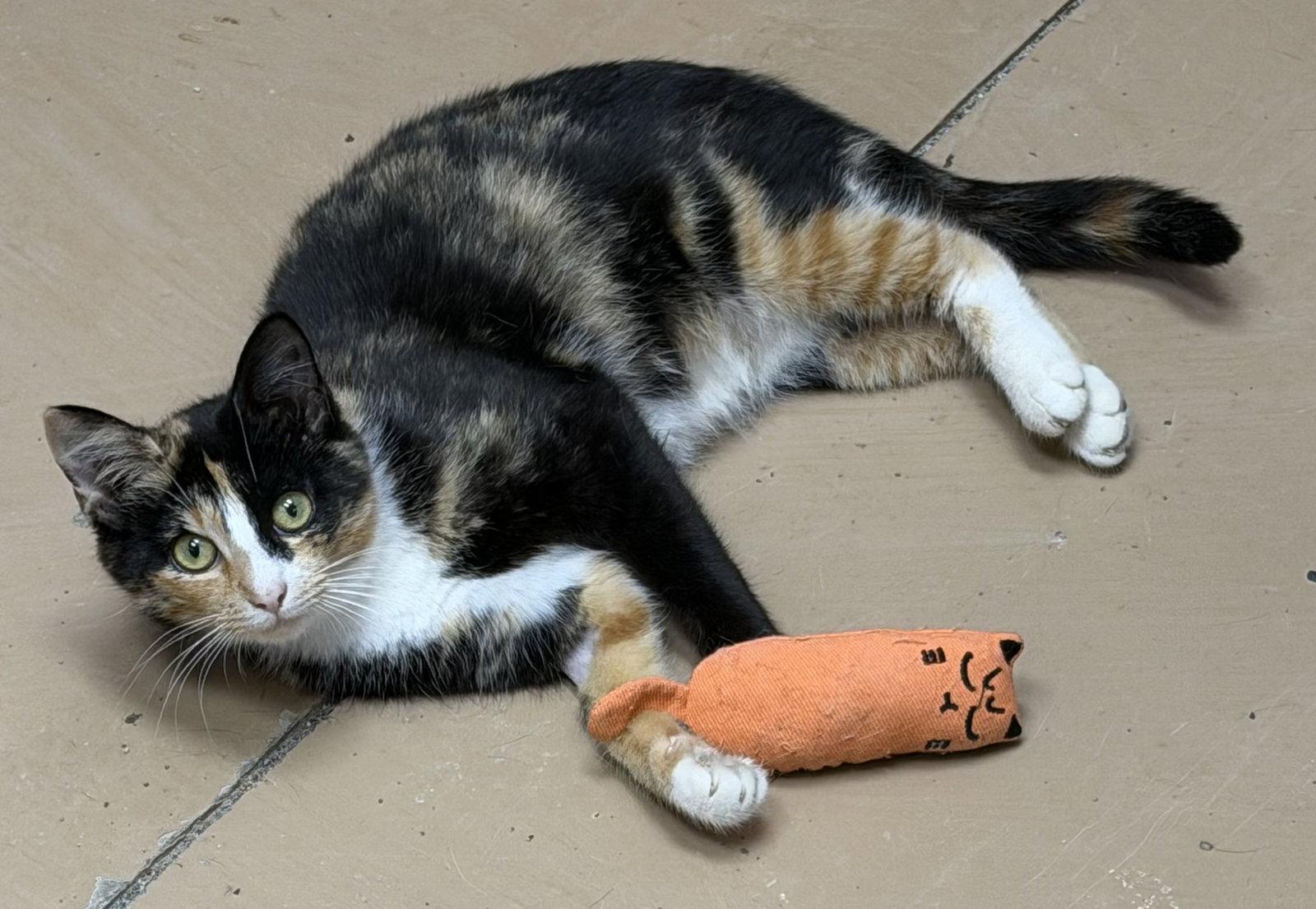Enlarge Nala, a Adoptable Domestic Short Hair in Elkins, WV image 1/3