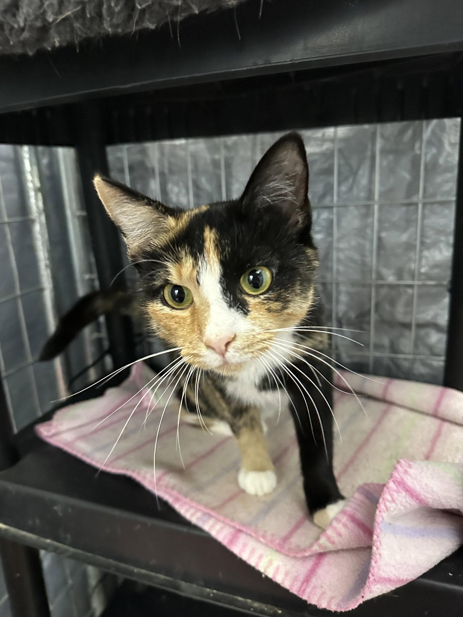 Enlarge Nala, a Adoptable Domestic Short Hair in Elkins, WV image 2/3