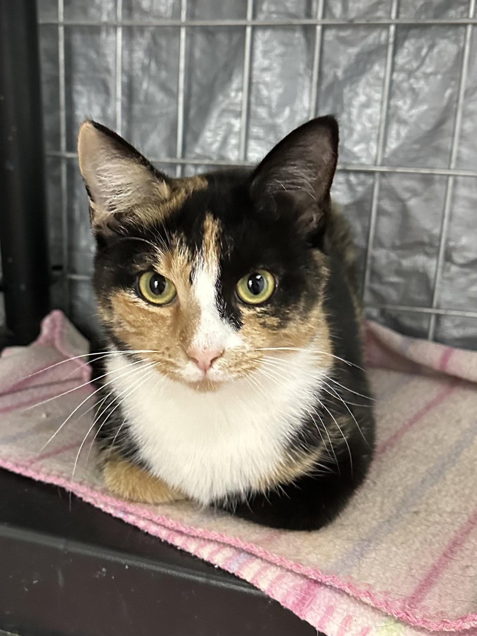 Enlarge Nala, a Adoptable Domestic Short Hair in Elkins, WV image 3/3