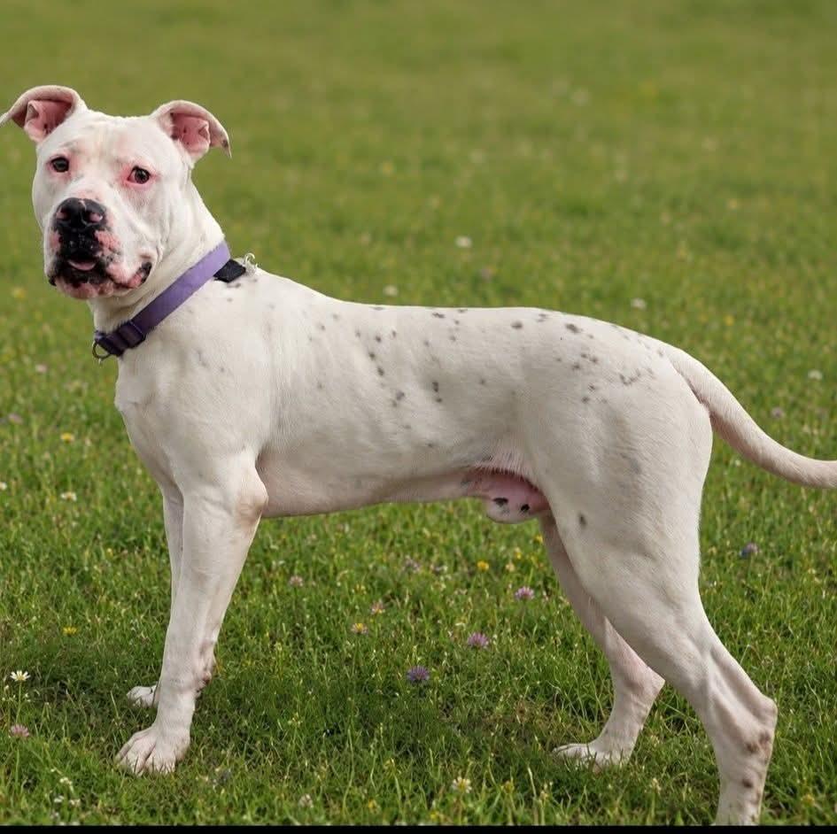 Boyd, Adoptable, Young Male Boxer.