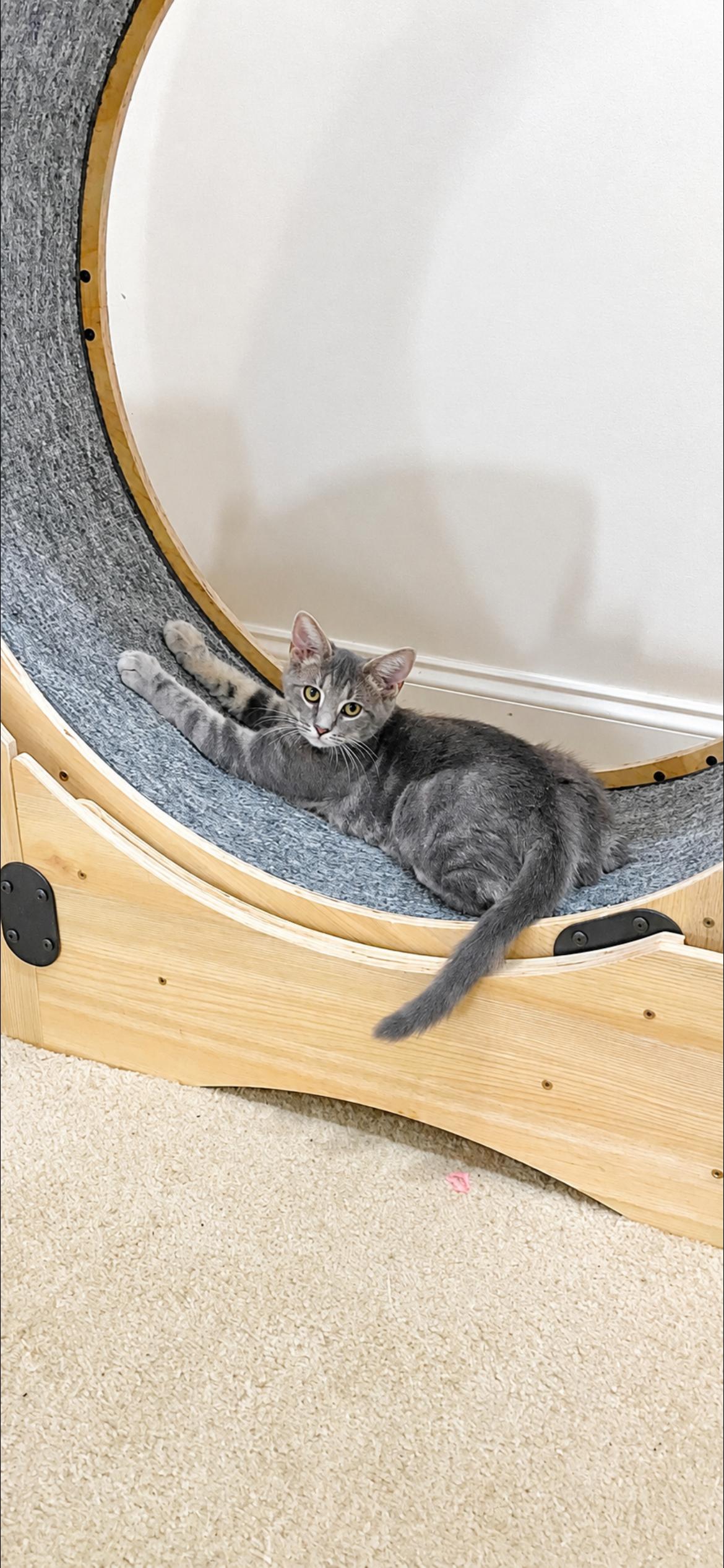 Enlarge Zander, a Adoptable mixed breed in Fountain Inn, SC image 2/6