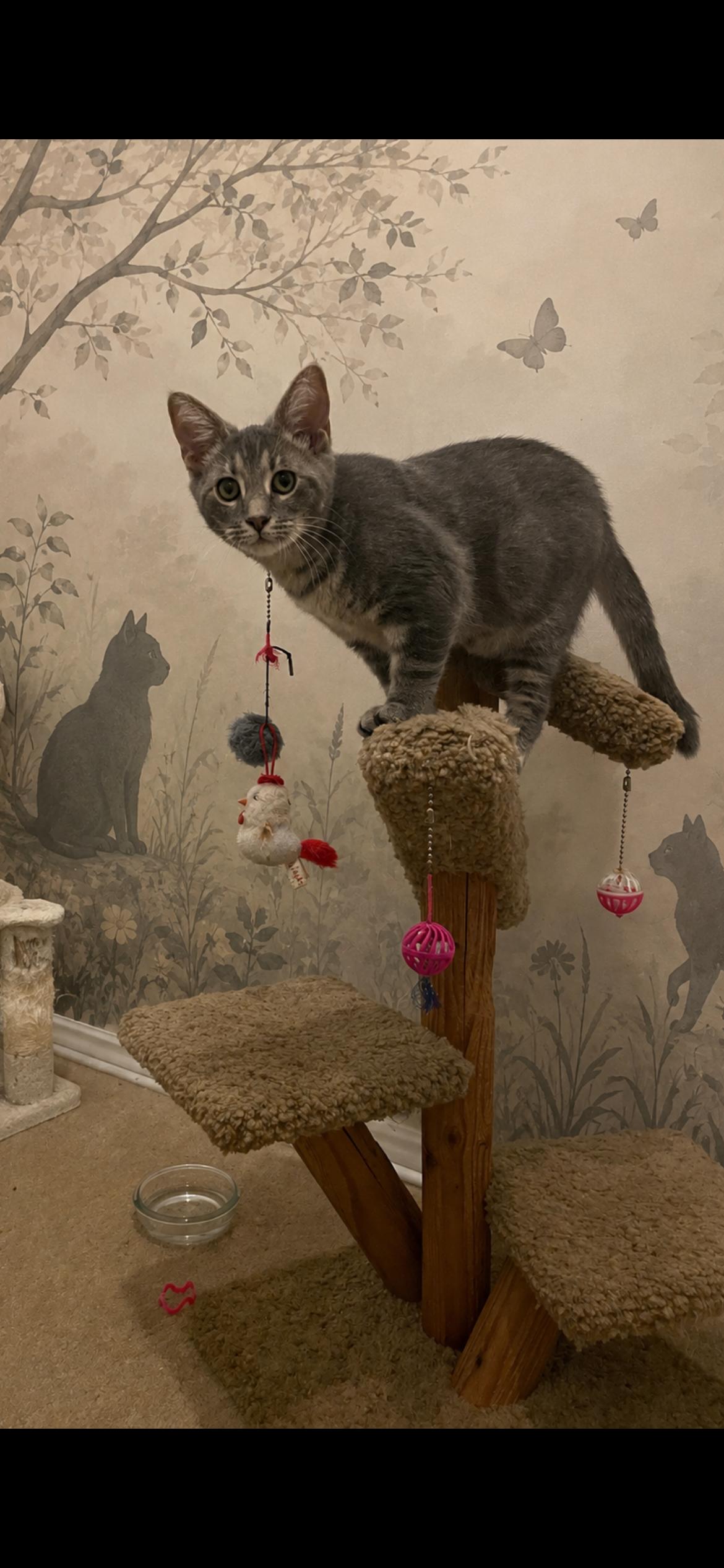Enlarge Zander, a Adoptable mixed breed in Fountain Inn, SC image 3/6