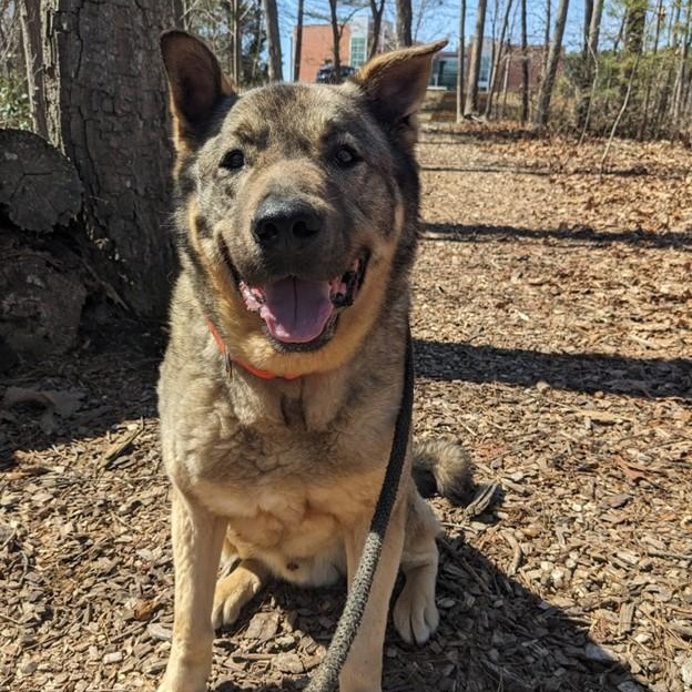 Rocky (ID 50843/1009), a ADOPTABLE mixed breed in Manassas, VA image 5/5