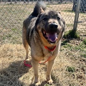 Rocky (ID 50843/1009), a ADOPTABLE mixed breed in Manassas, VA image 4/5