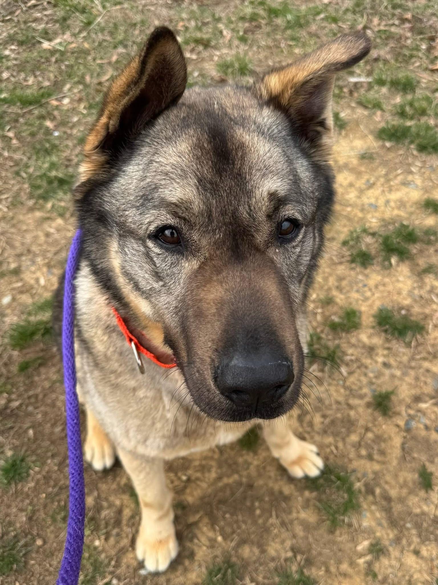Rocky (ID 50843/1009), a ADOPTABLE mixed breed in Manassas, VA image 3/5