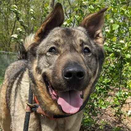 Rocky (ID 50843/1009), a ADOPTABLE mixed breed in Manassas, VA image 1/5