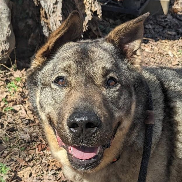 Rocky (ID 50843/1009), a ADOPTABLE mixed breed in Manassas, VA image 2/5