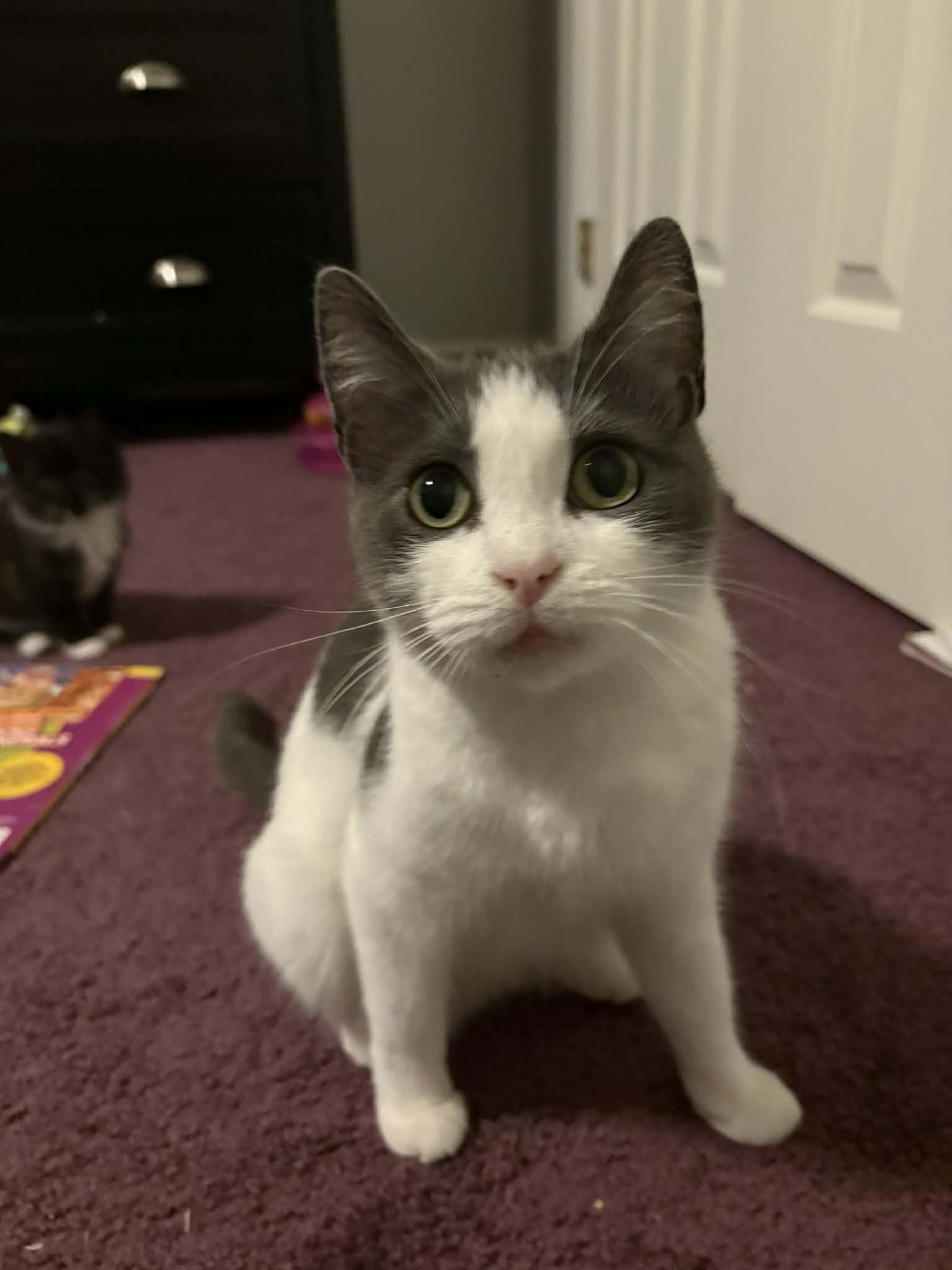 Molly Ask to Meet!! In Foster!!!, Adoptable, Adult Female Domestic Short Hair.