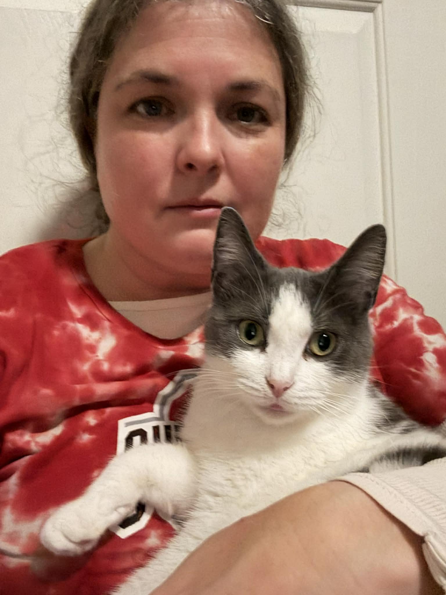 Molly Ask to Meet!! In Foster!!!, a Adoptable Domestic Short Hair in Elyria, OH image 2/6