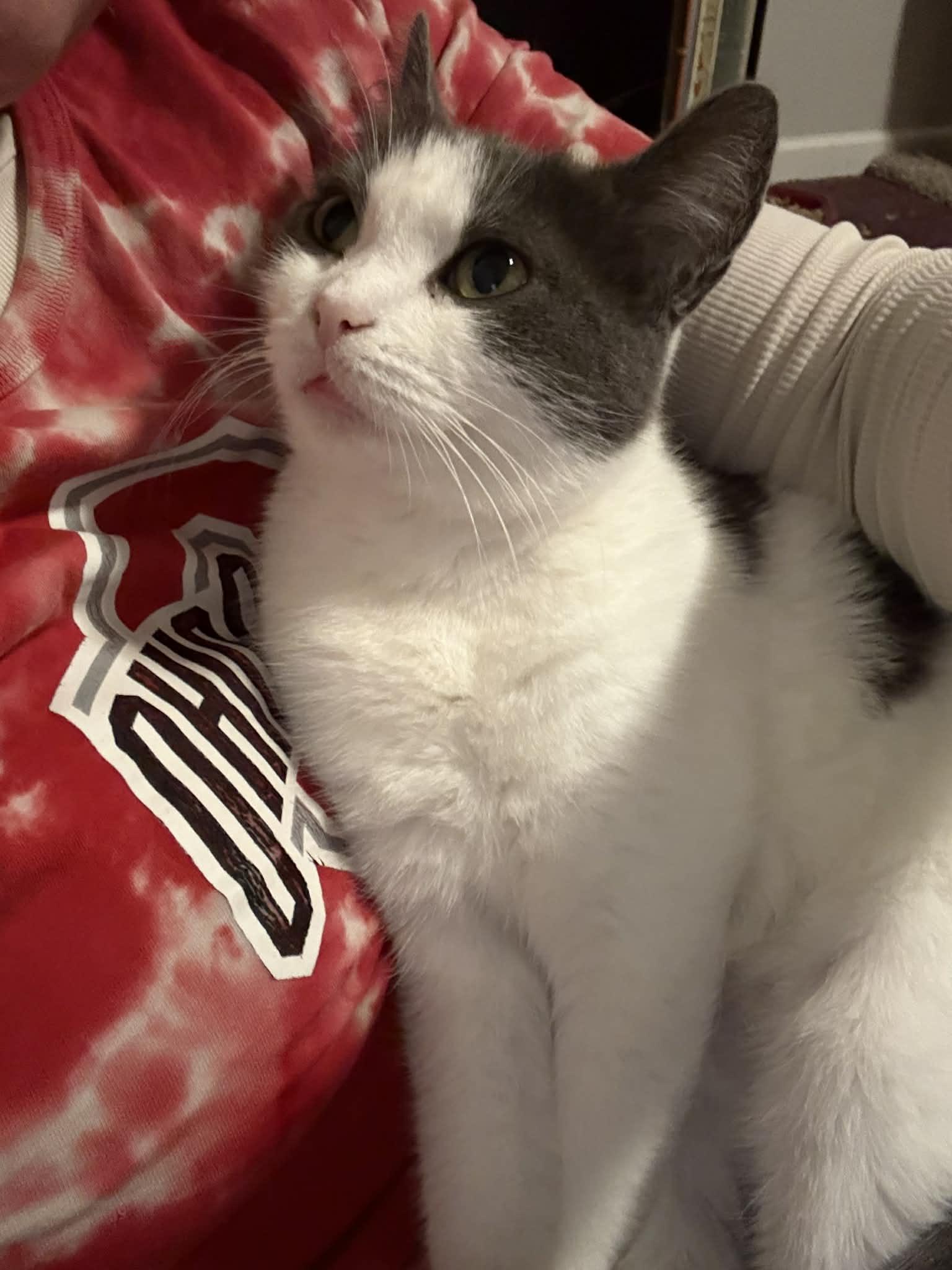 Molly Ask to Meet!! In Foster!!!, a Adoptable Domestic Short Hair in Elyria, OH image 3/6