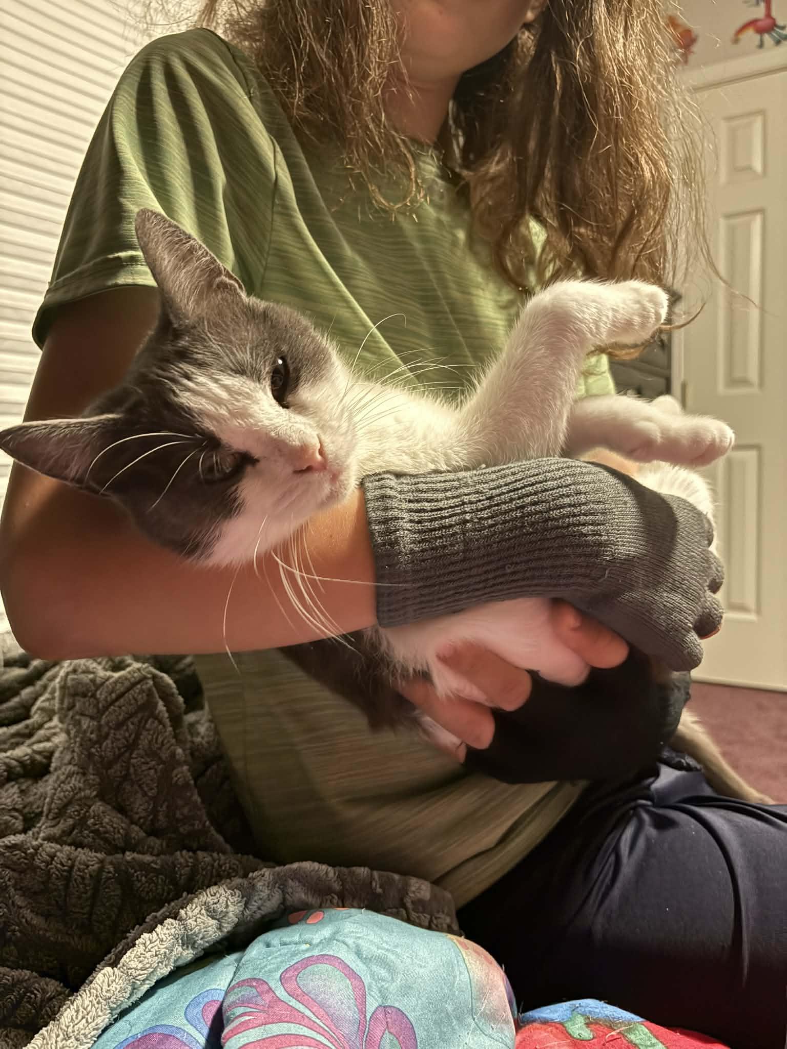 Molly Ask to Meet!! In Foster!!!, a Adoptable Domestic Short Hair in Elyria, OH image 4/6