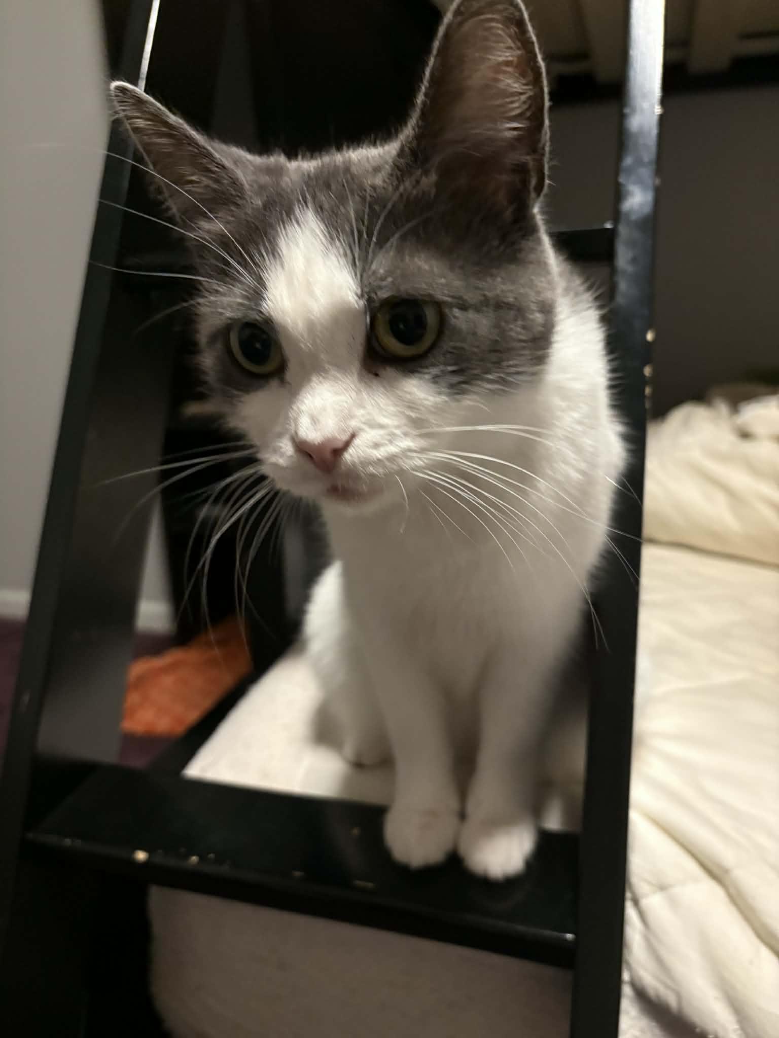 Molly Ask to Meet!! In Foster!!!, a Adoptable Domestic Short Hair in Elyria, OH image 5/6