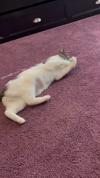 Enlarge Molly Ask to Meet!! In Foster!!!, a Adoptable Domestic Short Hair in Elyria, OH video 6/6