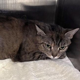 Charlotte, adopted, Adult Female Domestic Short Hair.