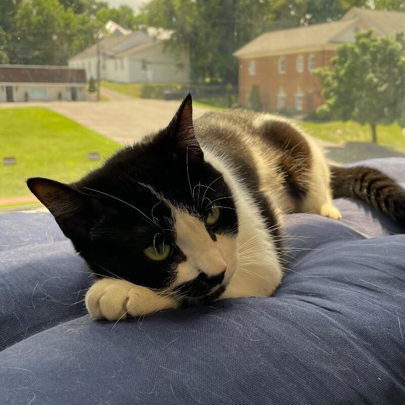 Whiskey, a Adoptable Domestic Short Hair in Roanoke, VA image 1/2