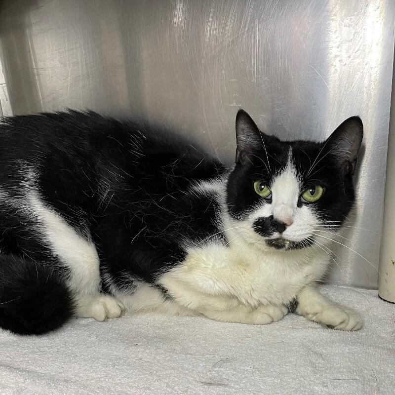 Whiskey, a Adoptable Domestic Short Hair in Roanoke, VA image 2/2