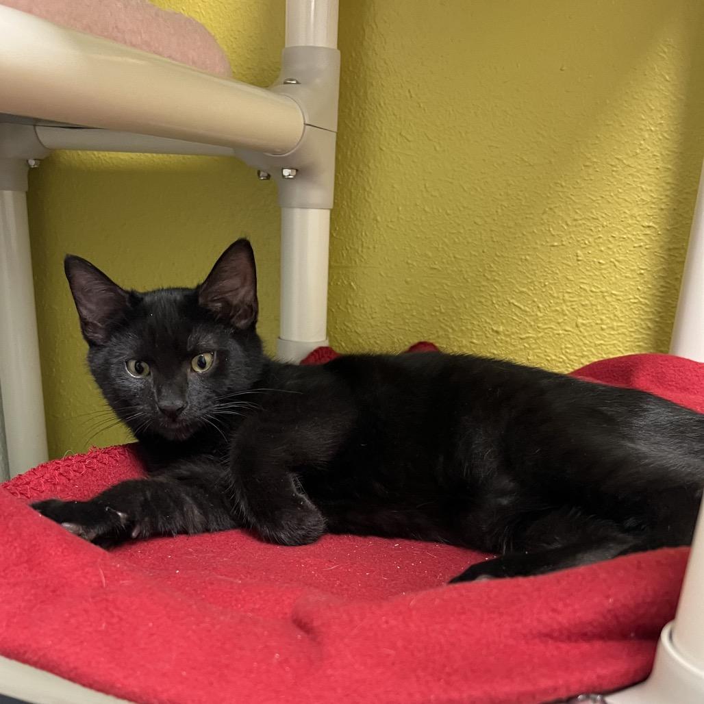 Coffee, a Adoptable Domestic Short Hair in Keizer, OR image 1/3