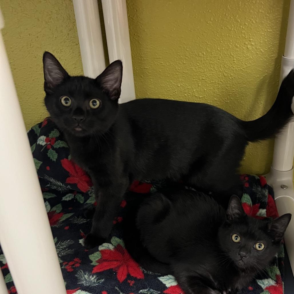 Coffee, a Adoptable Domestic Short Hair in Keizer, OR image 2/3