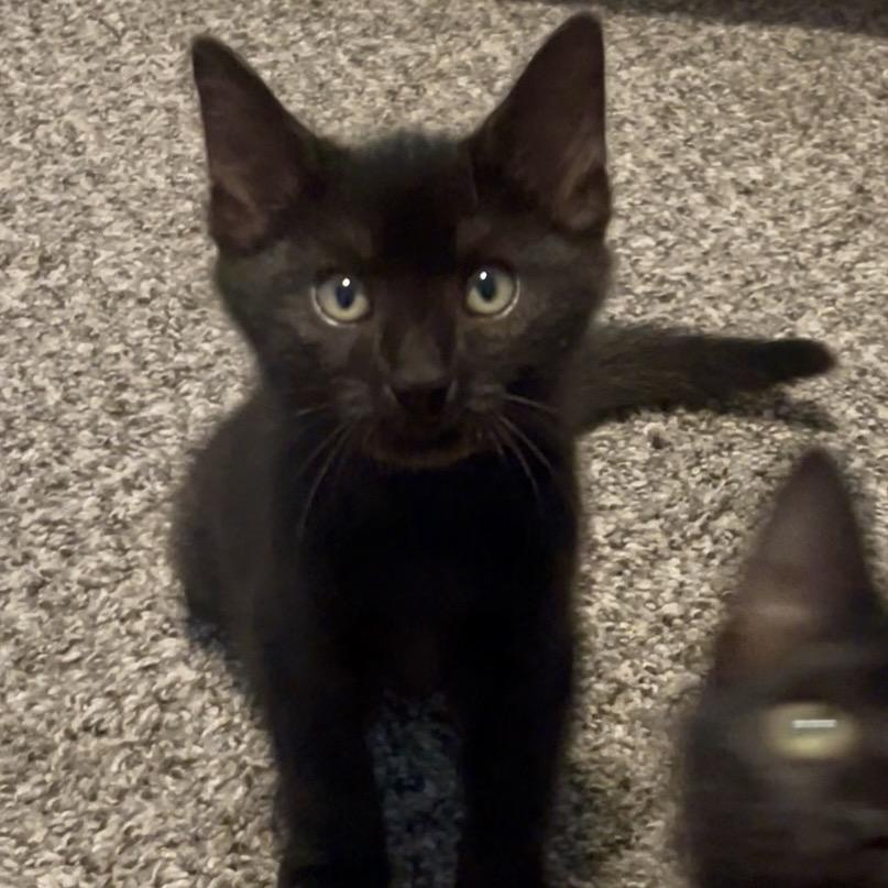 Coffee, a Adoptable Domestic Short Hair in Keizer, OR image 3/3