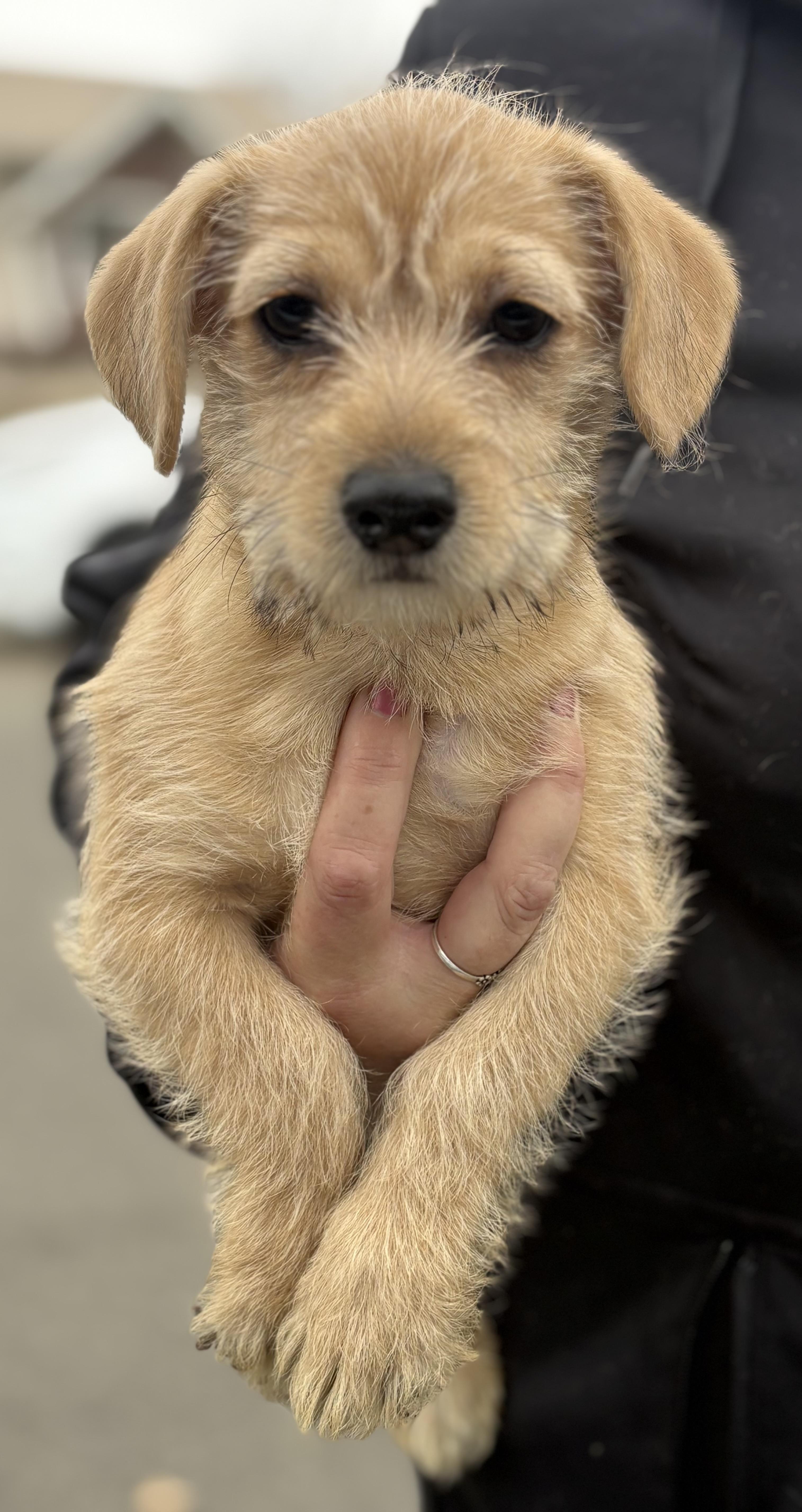 Monkey, ADOPTABLE, Puppy Male Terrier & Shih Tzu.
