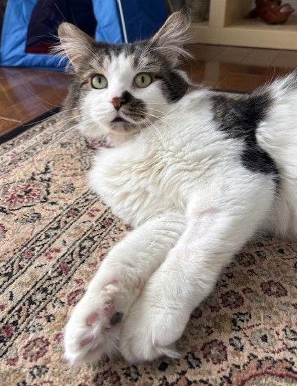 Ryan, a Adoptable Domestic Short Hair in Richmond Hill, ON image 1/3