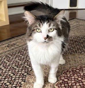 Ryan, a Adoptable Domestic Short Hair in Richmond Hill, ON image 2/3