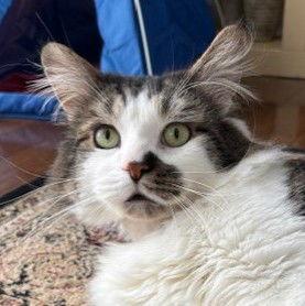 Ryan, a Adoptable Domestic Short Hair in Richmond Hill, ON image 3/3